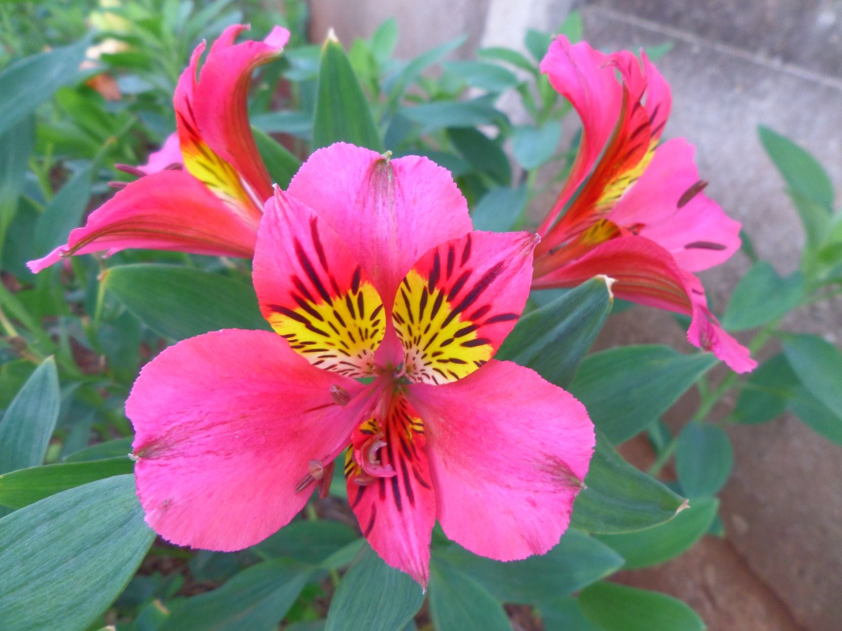 Scarlet Butterfly | Inca Lily