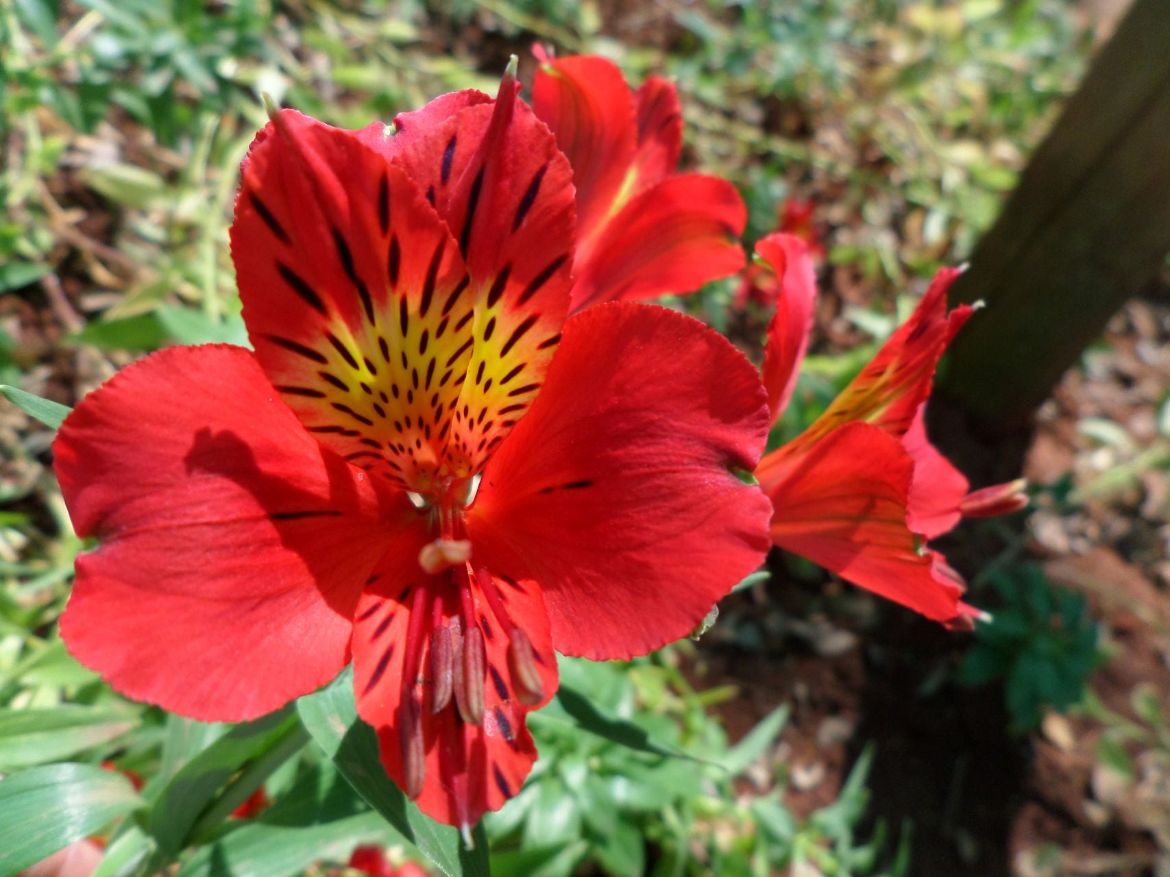 Red Ethel | Inca Lily
