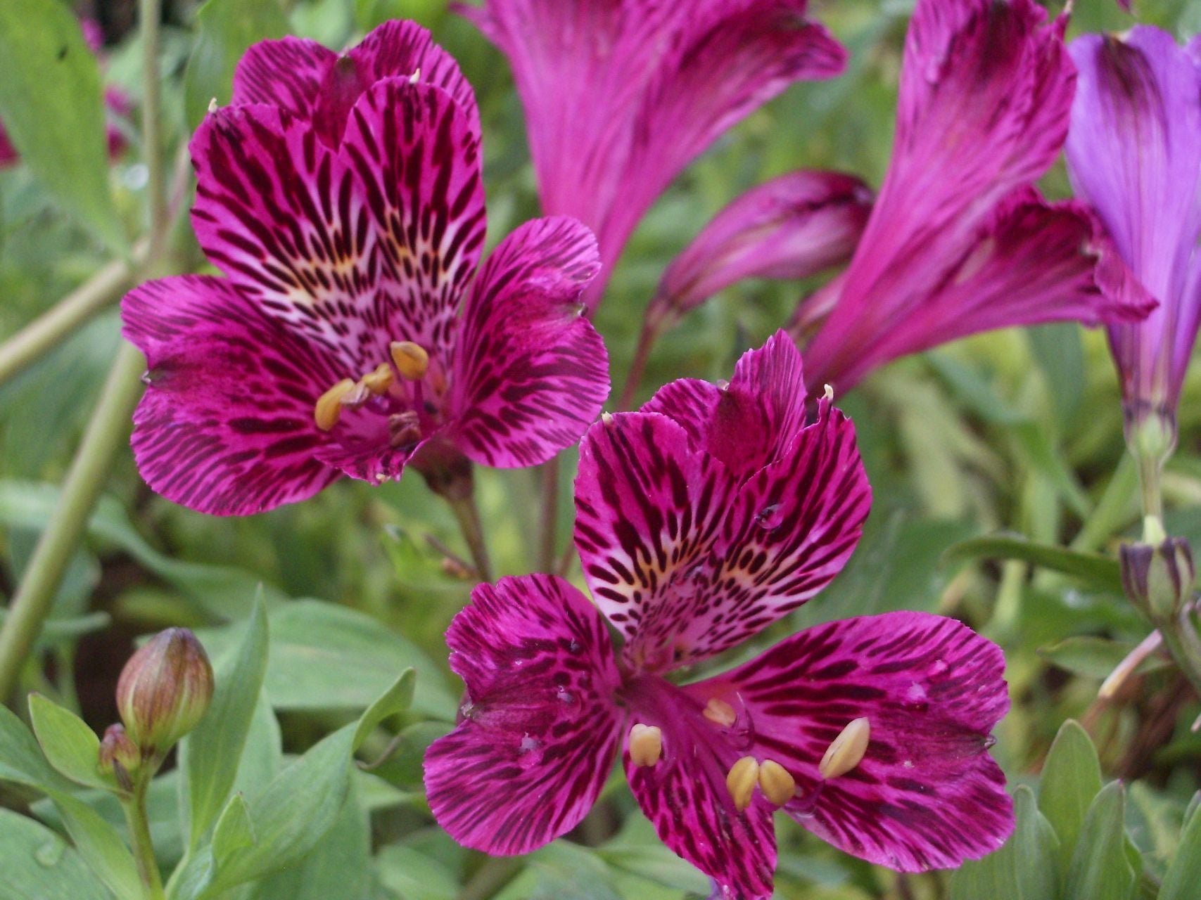 Tigera | Inca Lily