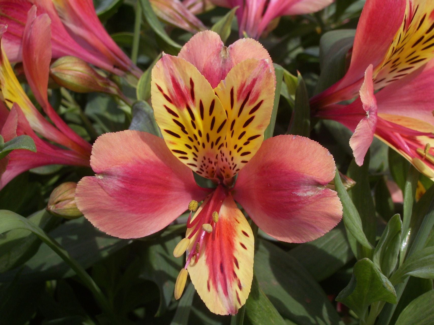 Sunny Rebecca | Inca Lily