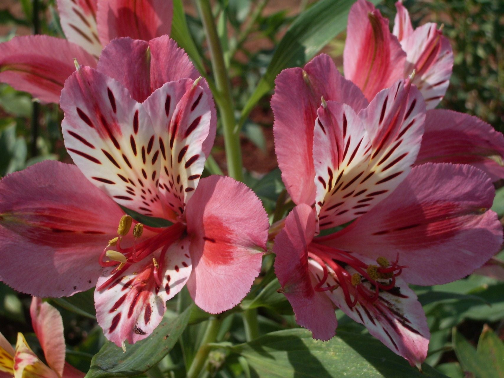 Strawberry Melba | Inca Lily
