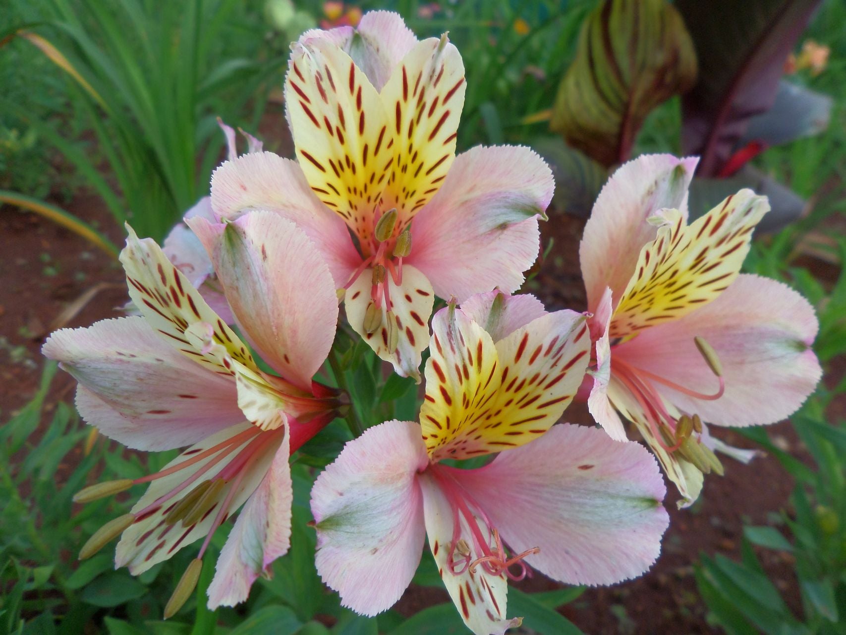 Dutch Pink | Inca Lily