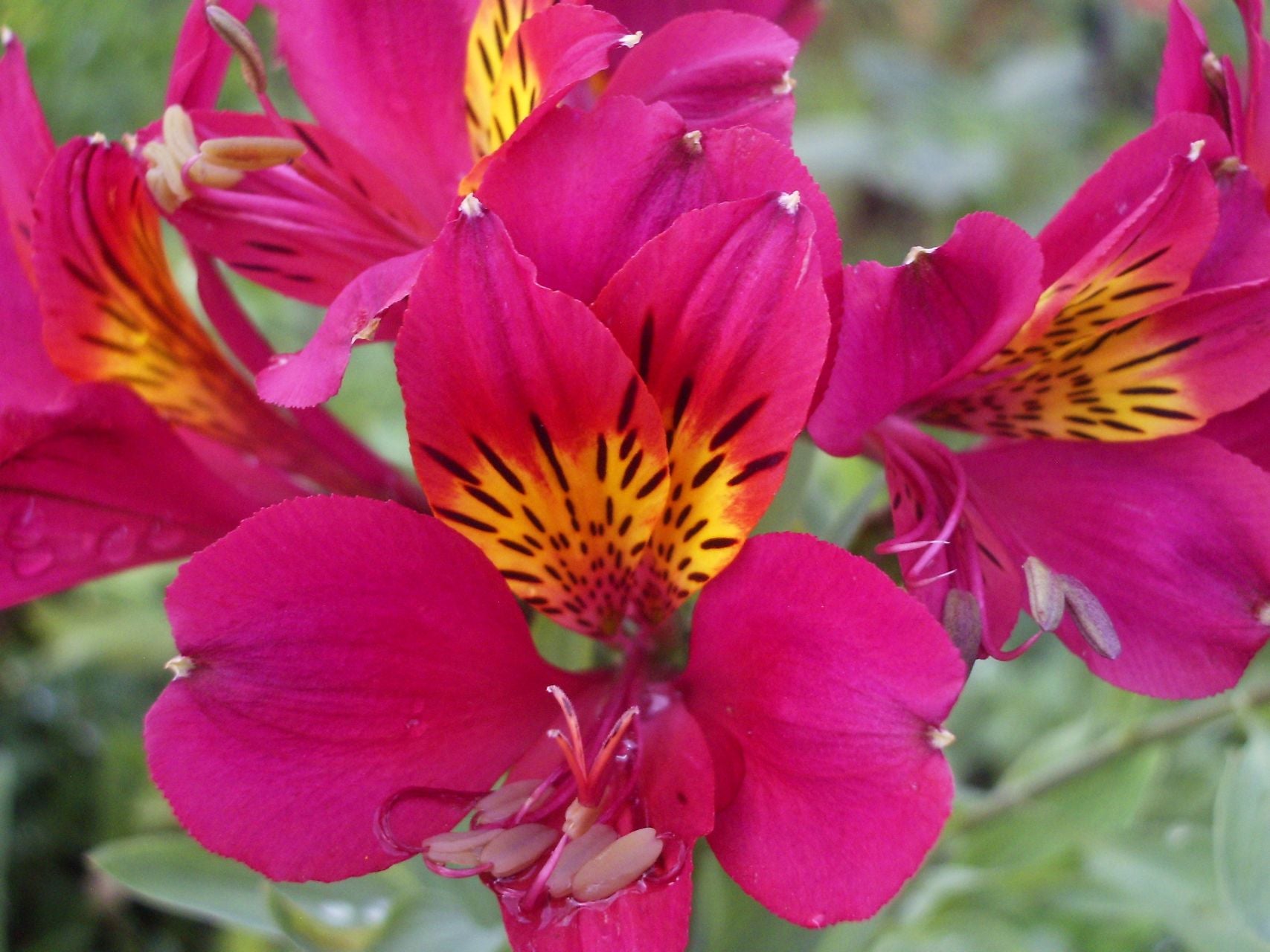 Maroon | Inca Lily