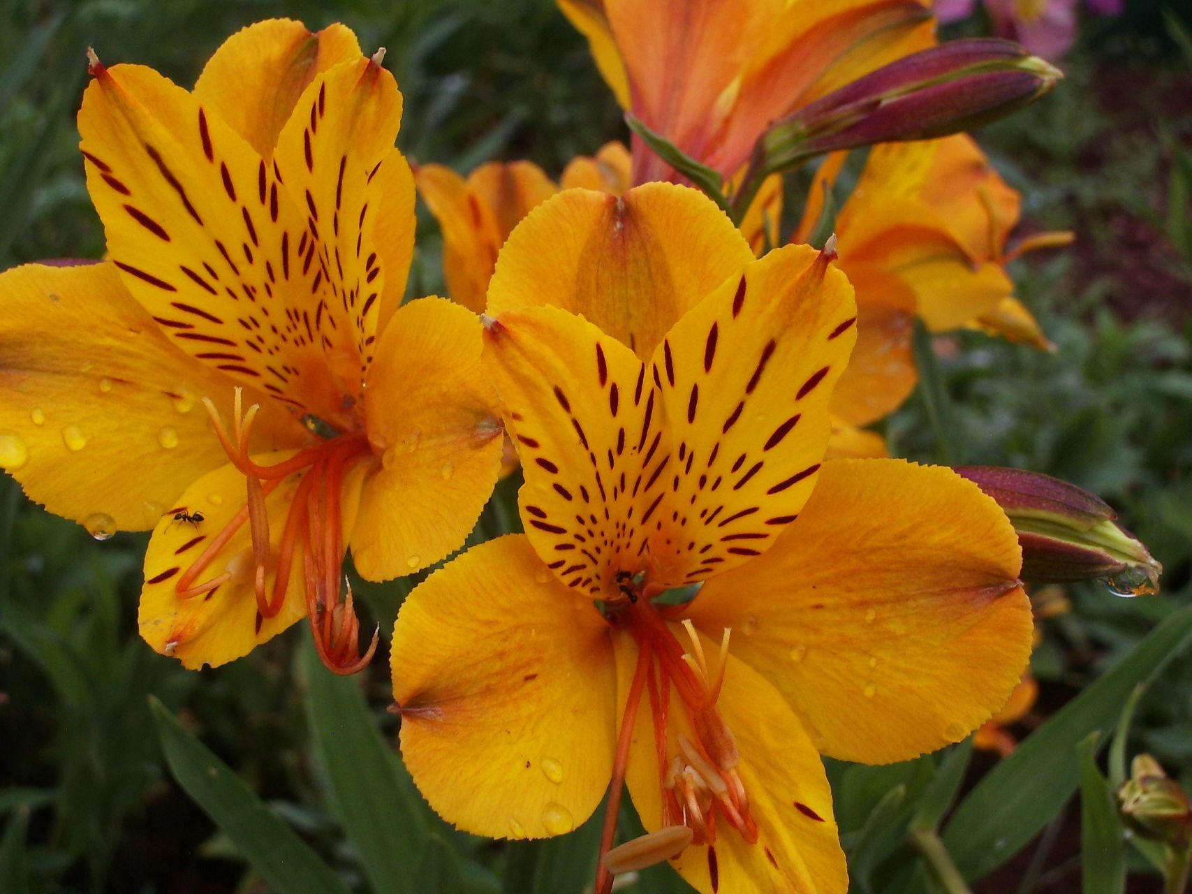 Sussex Gold | Inca Lily
