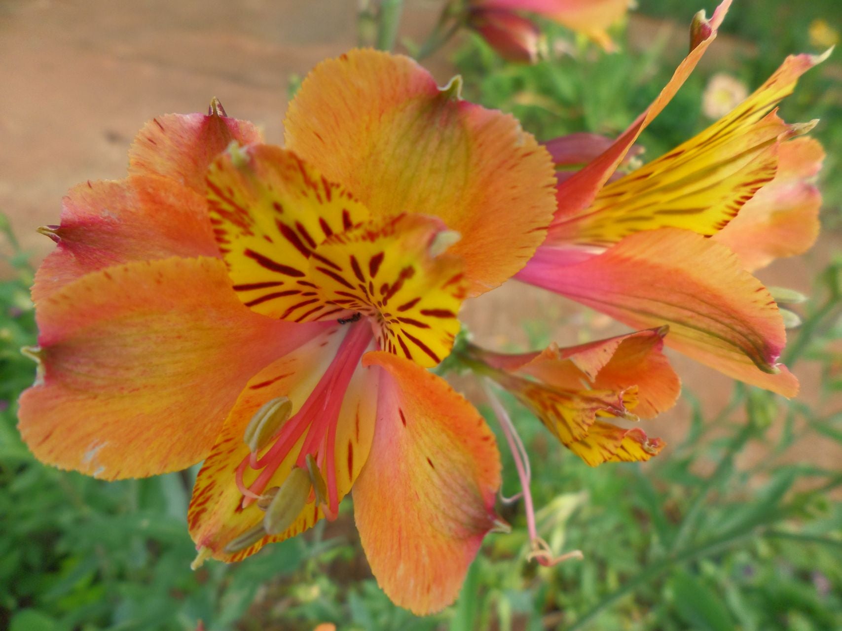 Orange Queen | Inca Lily