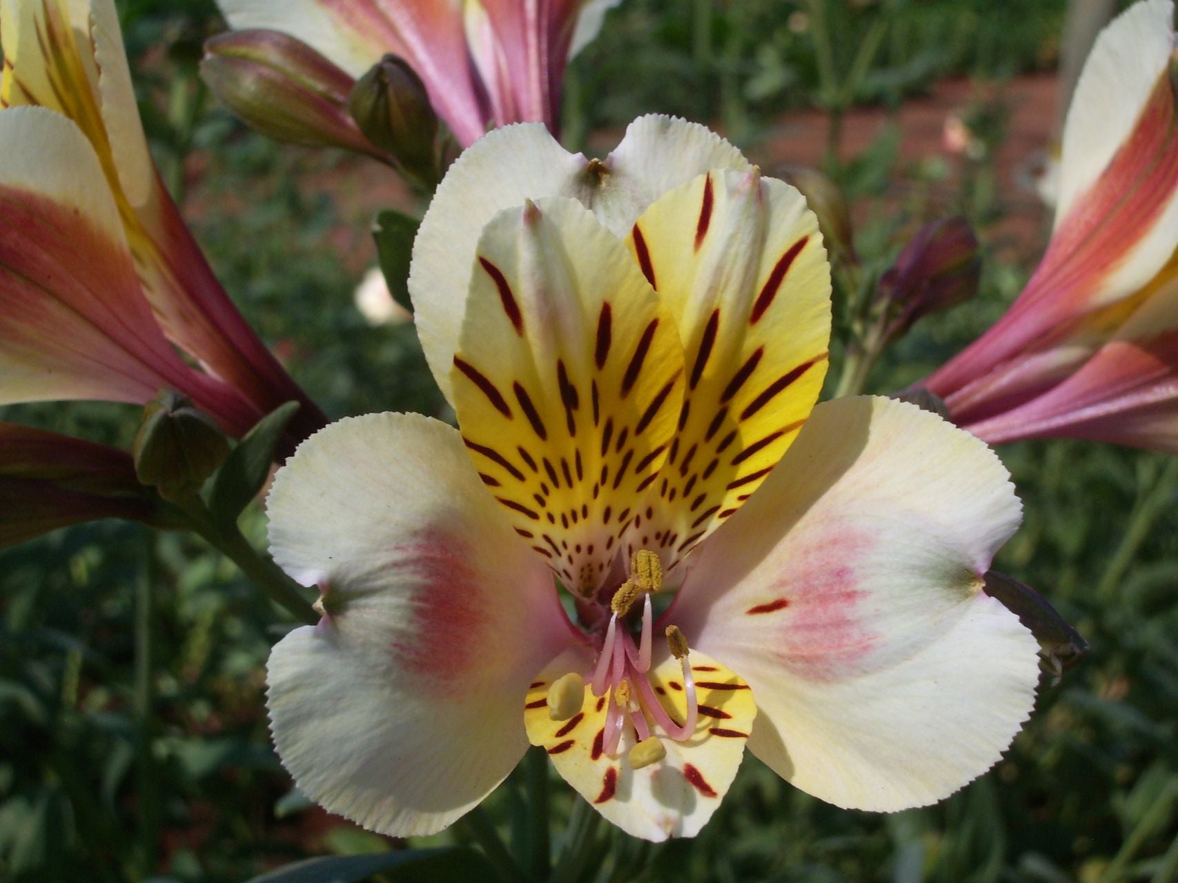 Cream Butterfly | Inca Lily