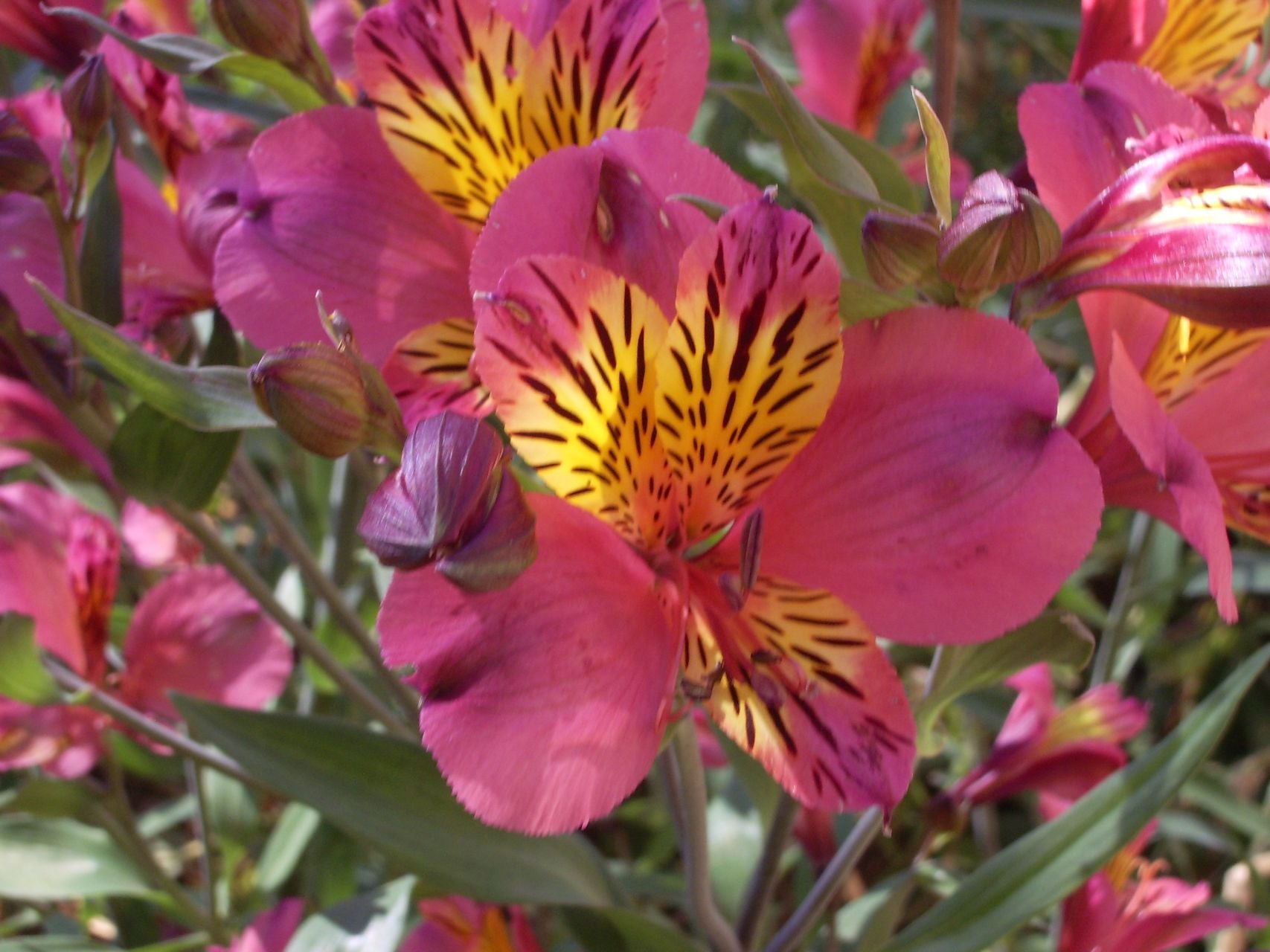 Paula | Inca Lily