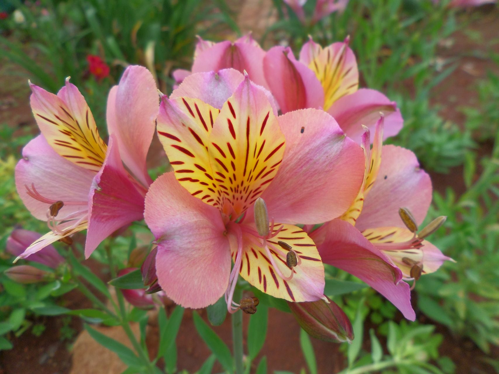 Pink Bird | Inca Lily