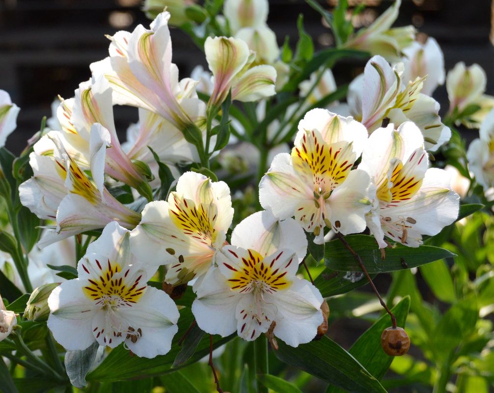 Olga | Inca Lily