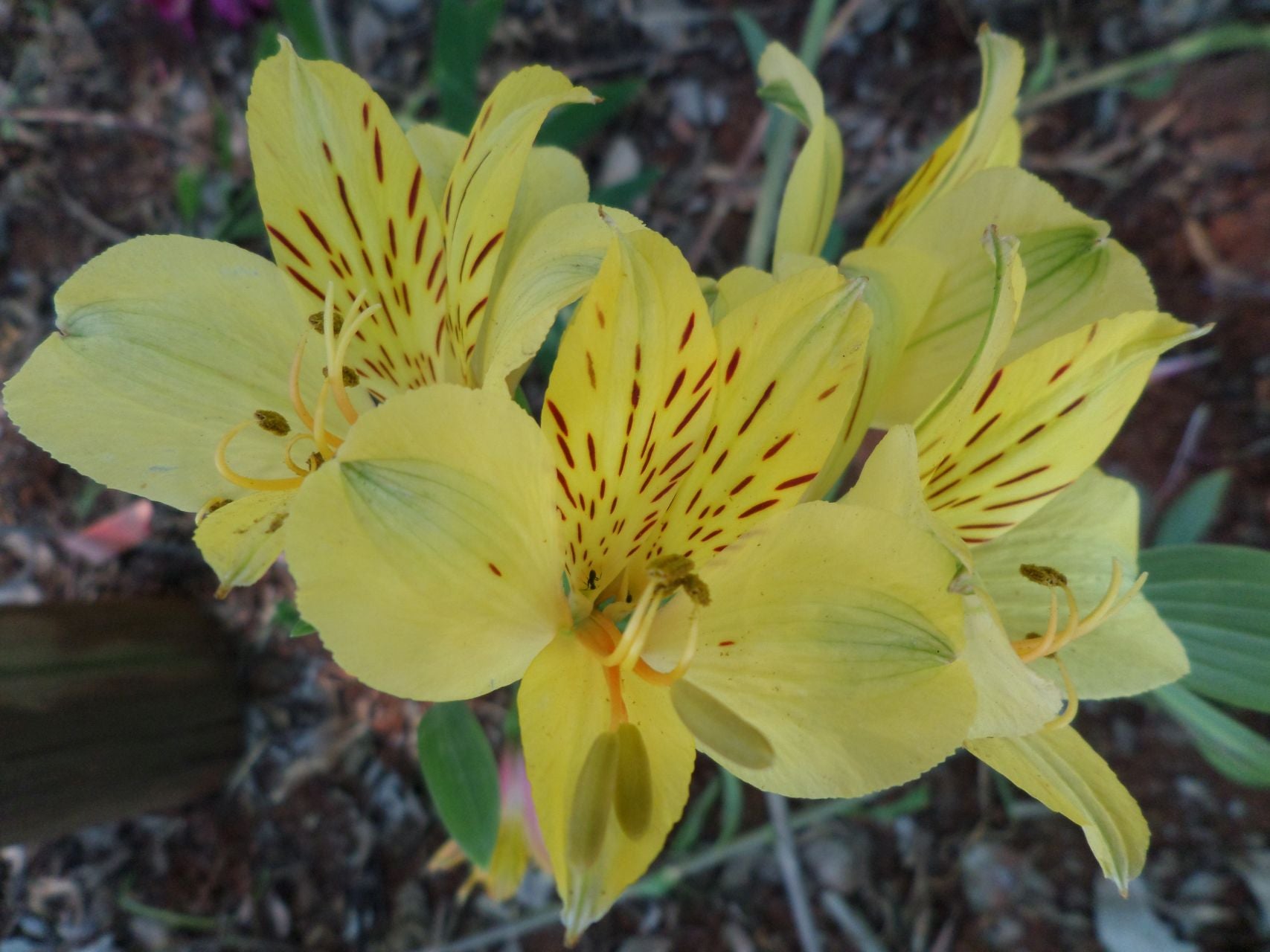 Friendship | Inca Lily