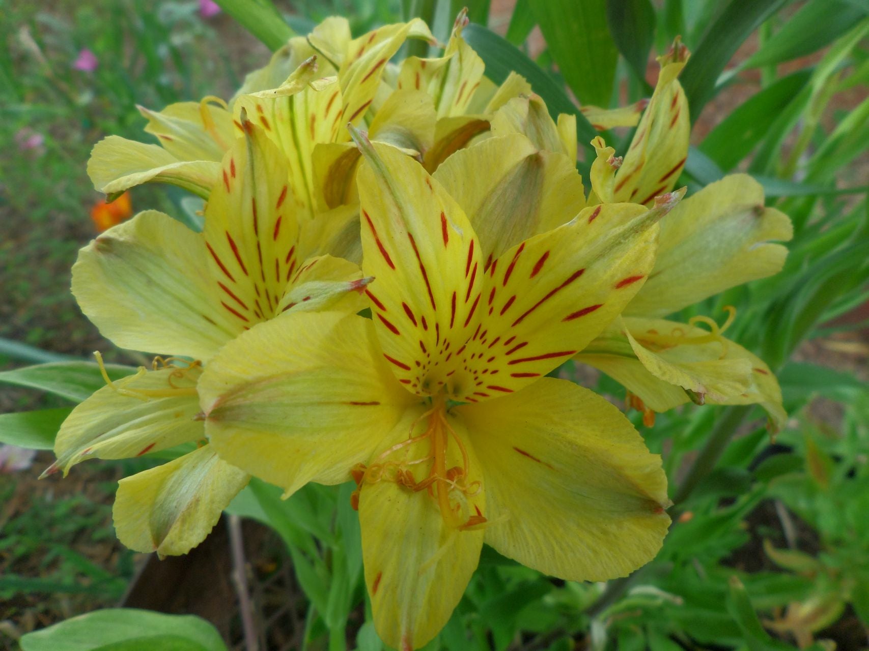 Friendship | Inca Lily