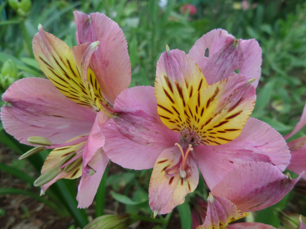 Inca Lilies | Alstroemeria (Tall) – Zondervlei Flower Farm