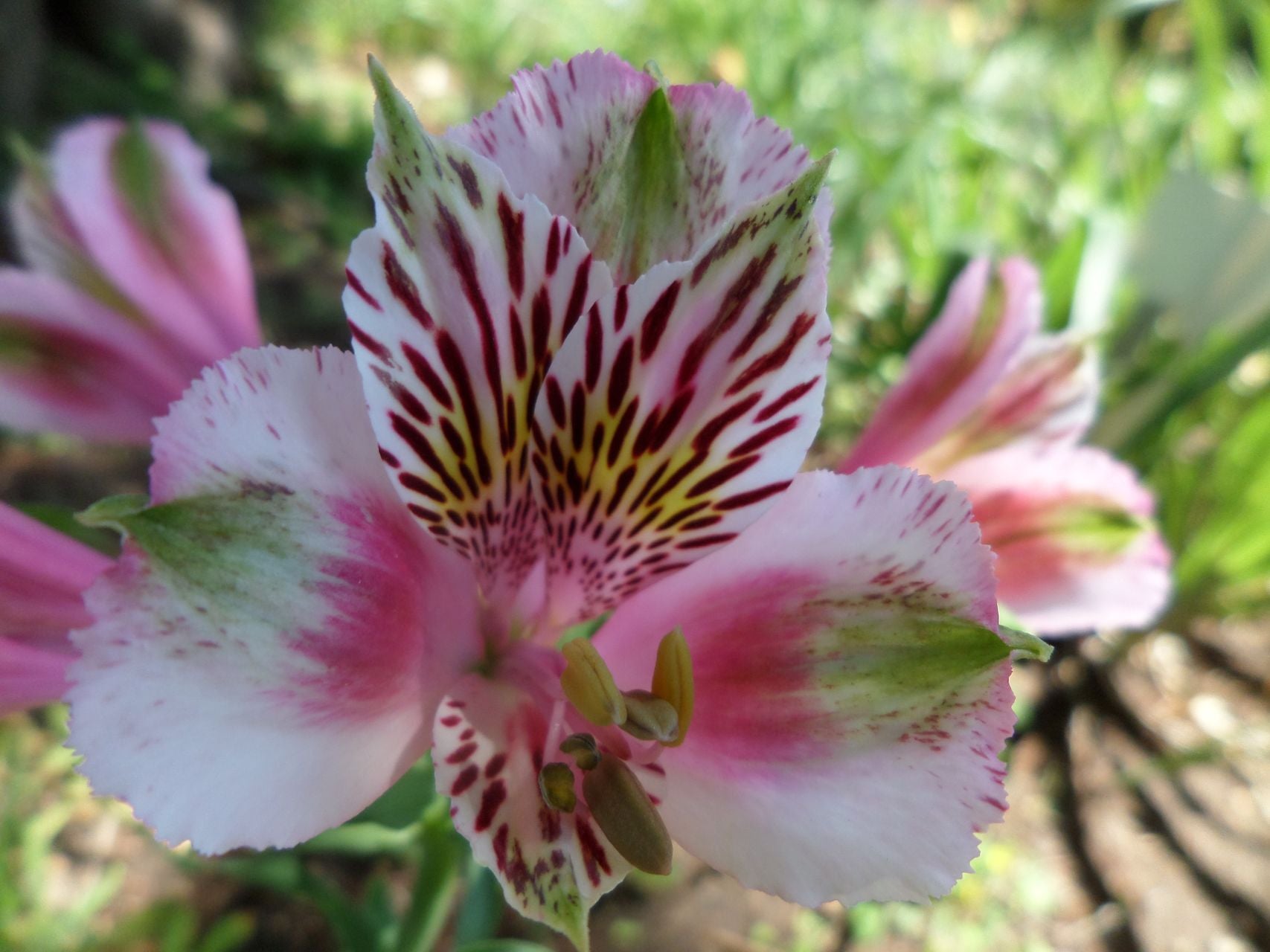Jacqueline | Inca Lily