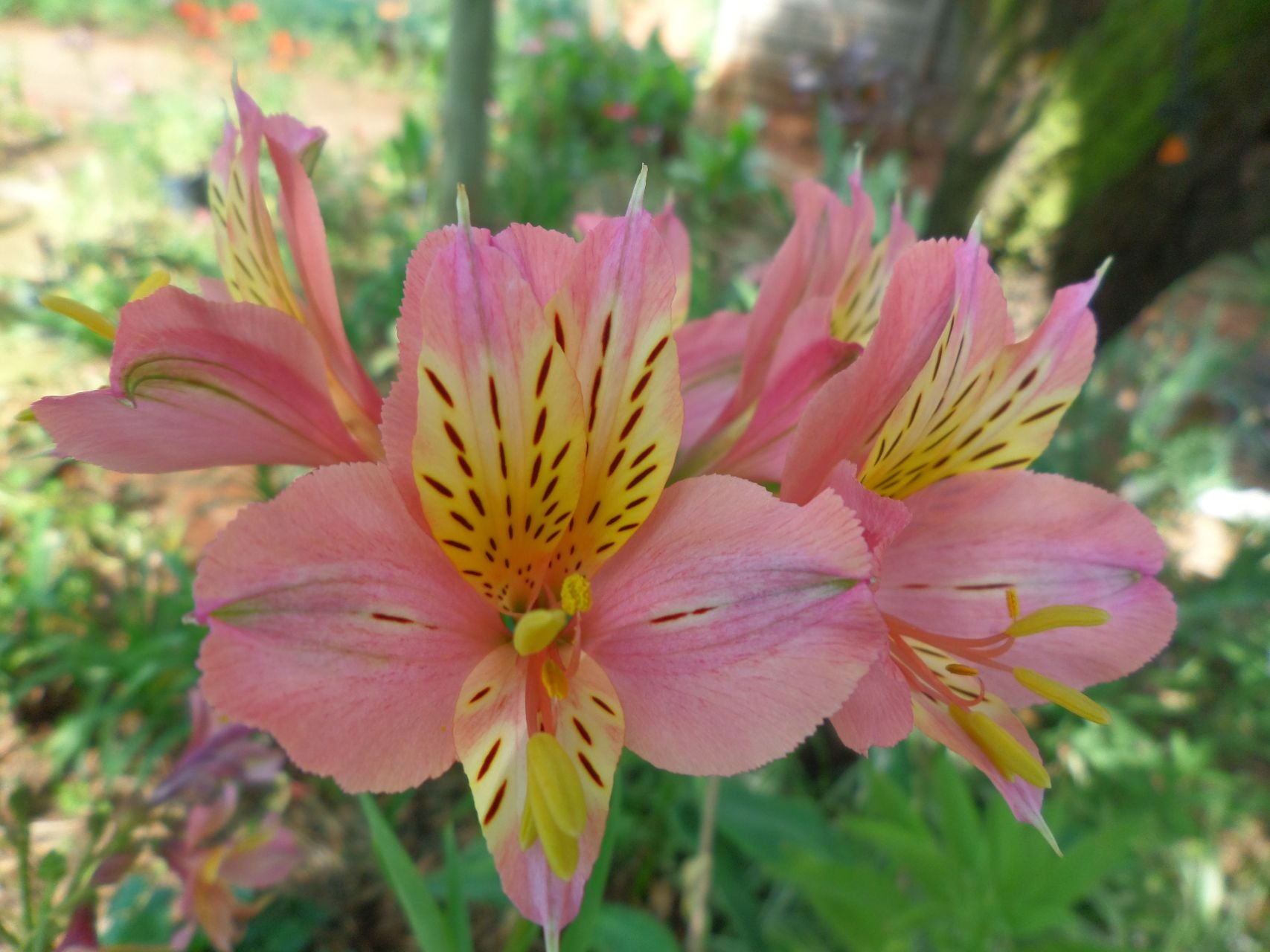 New Oak Pine | Inca Lily