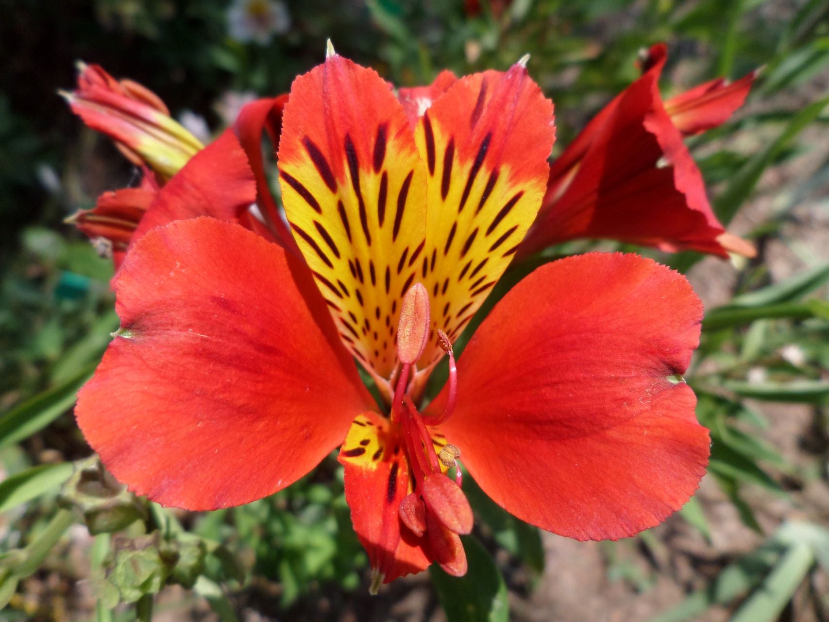 King Cardinal | Inca Lily
