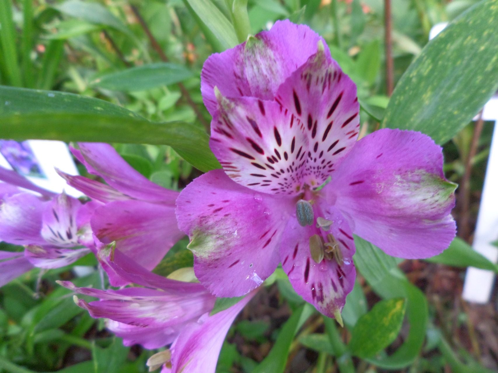 Country Purple | Inca Lily