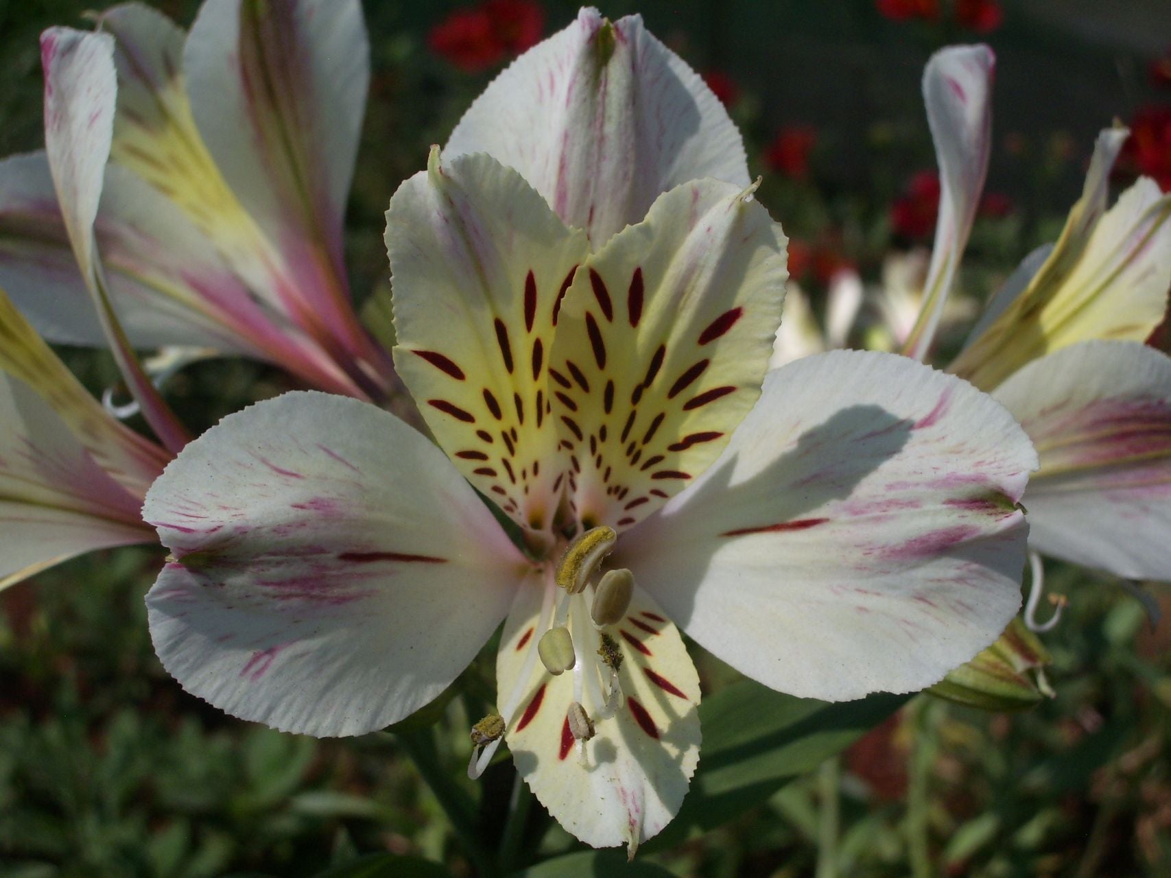 Alpine White | Inca Lily