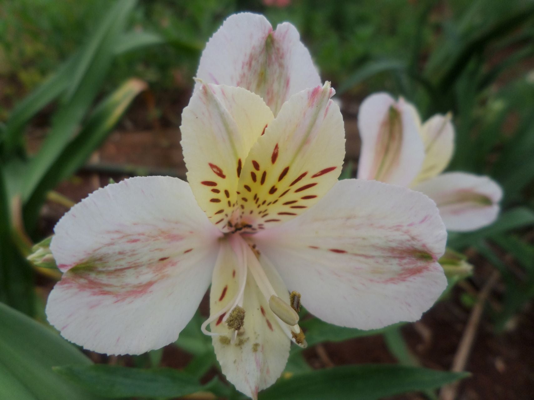 Alpine White | Inca Lily