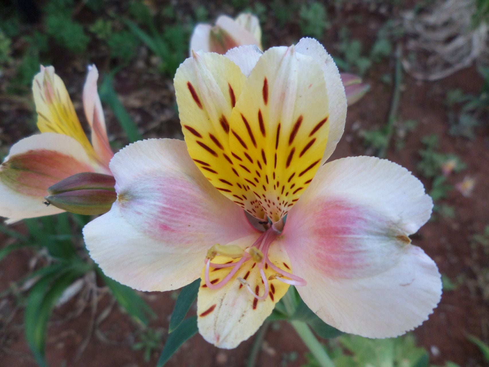 Cream Butterfly | Inca Lily