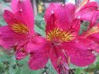 Maroon | Inca Lily