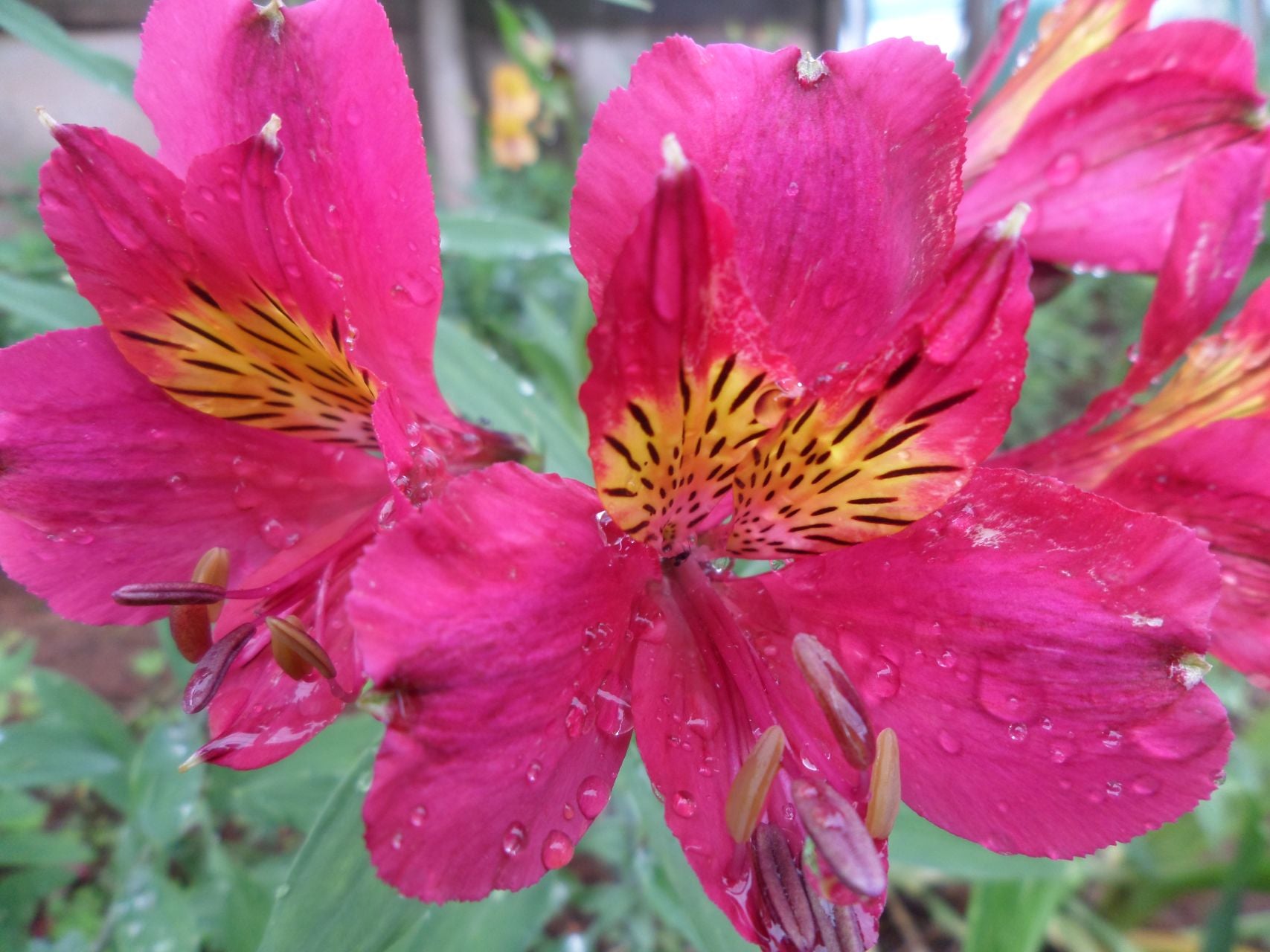 Maroon | Inca Lily
