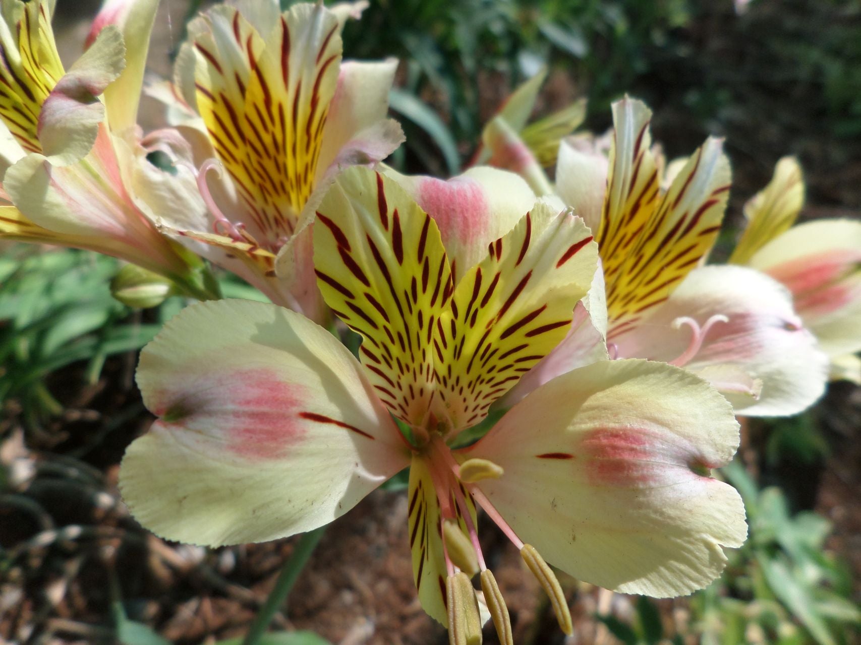 Natasha | Inca Lily