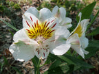 Olga | Inca Lily