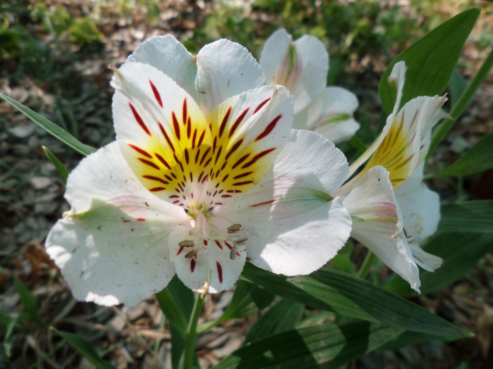 Olga | Inca Lily