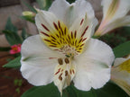 Olga | Inca Lily