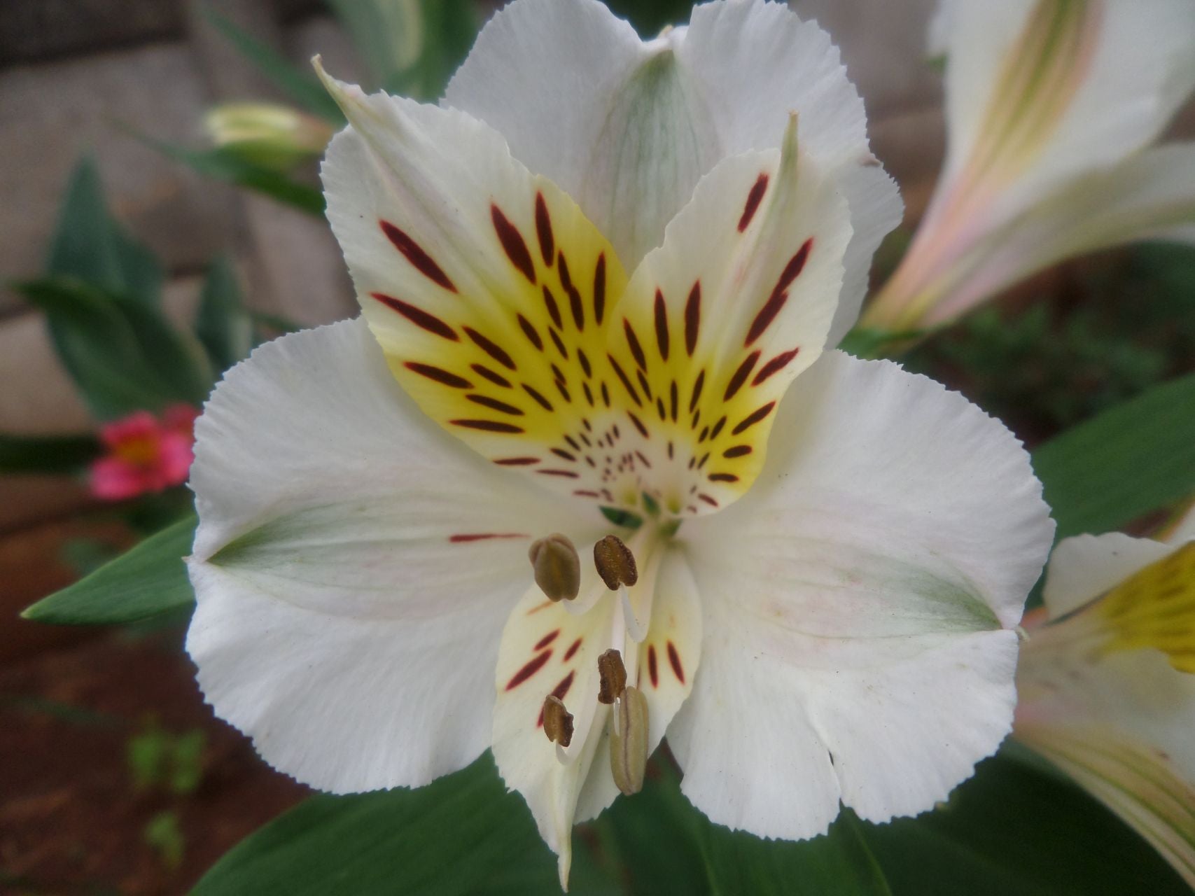 Olga | Inca Lily