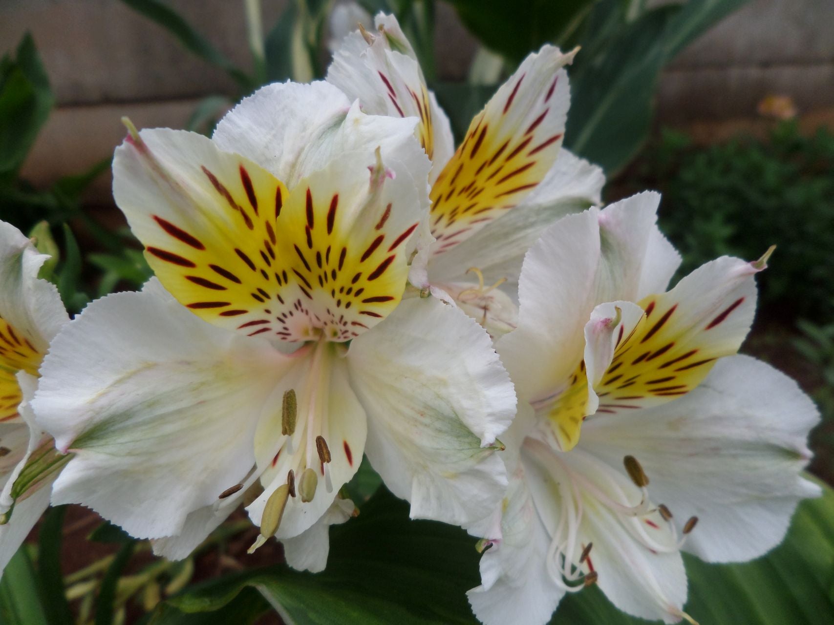 Olga | Inca Lily