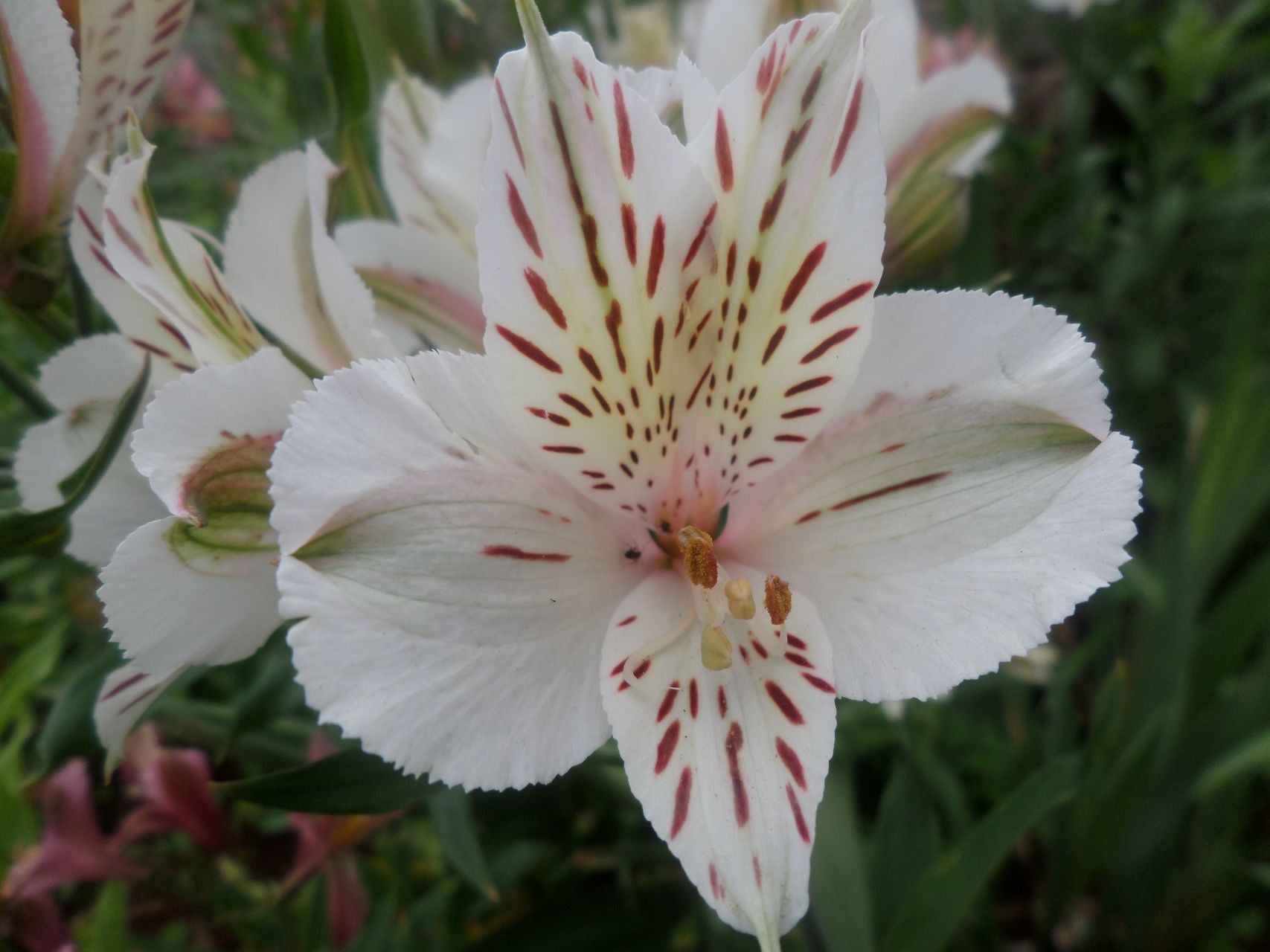 Peppermint White | Inca Lily