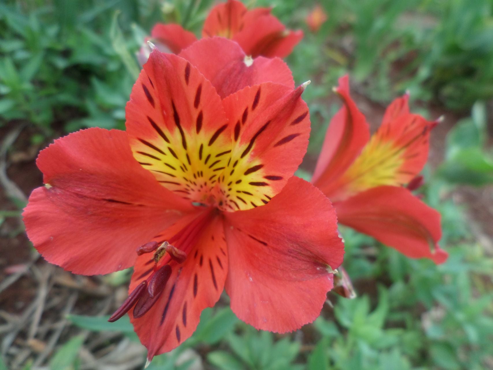 Red Ethel | Inca Lily