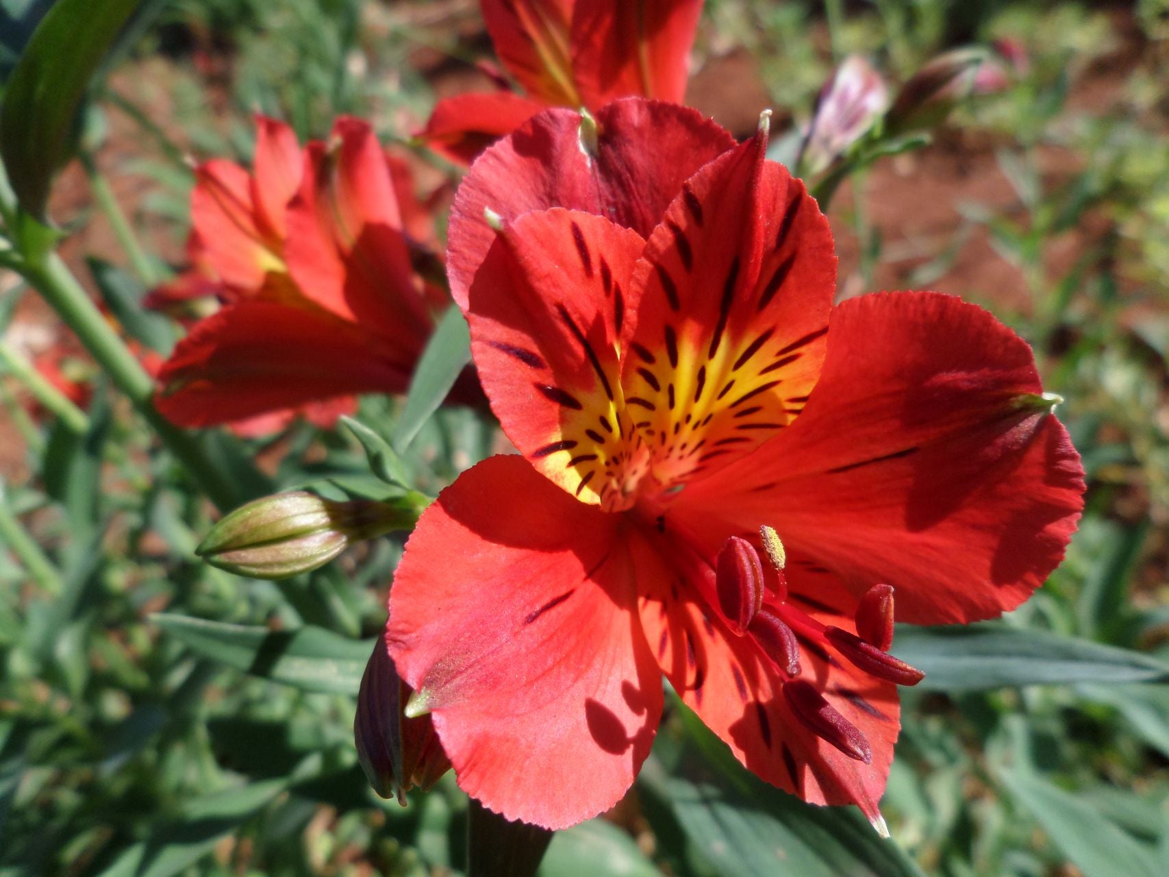 Red Ethel | Inca Lily