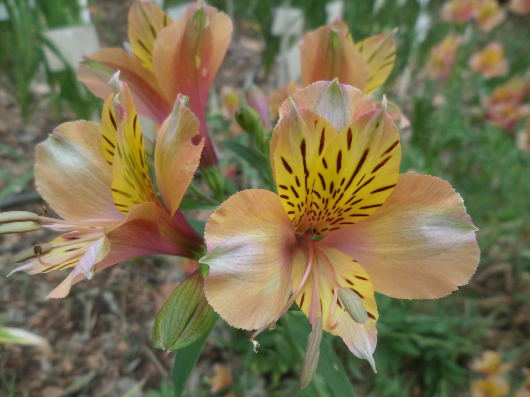 Tall Inca Inca Lilies | Alstroemeria (Tall) – Zondervlei Flower Farm