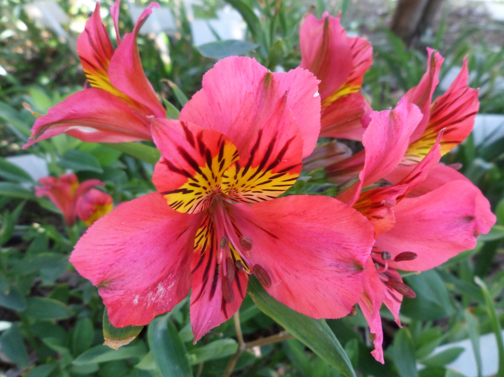 Scarlet Butterfly | Inca Lily