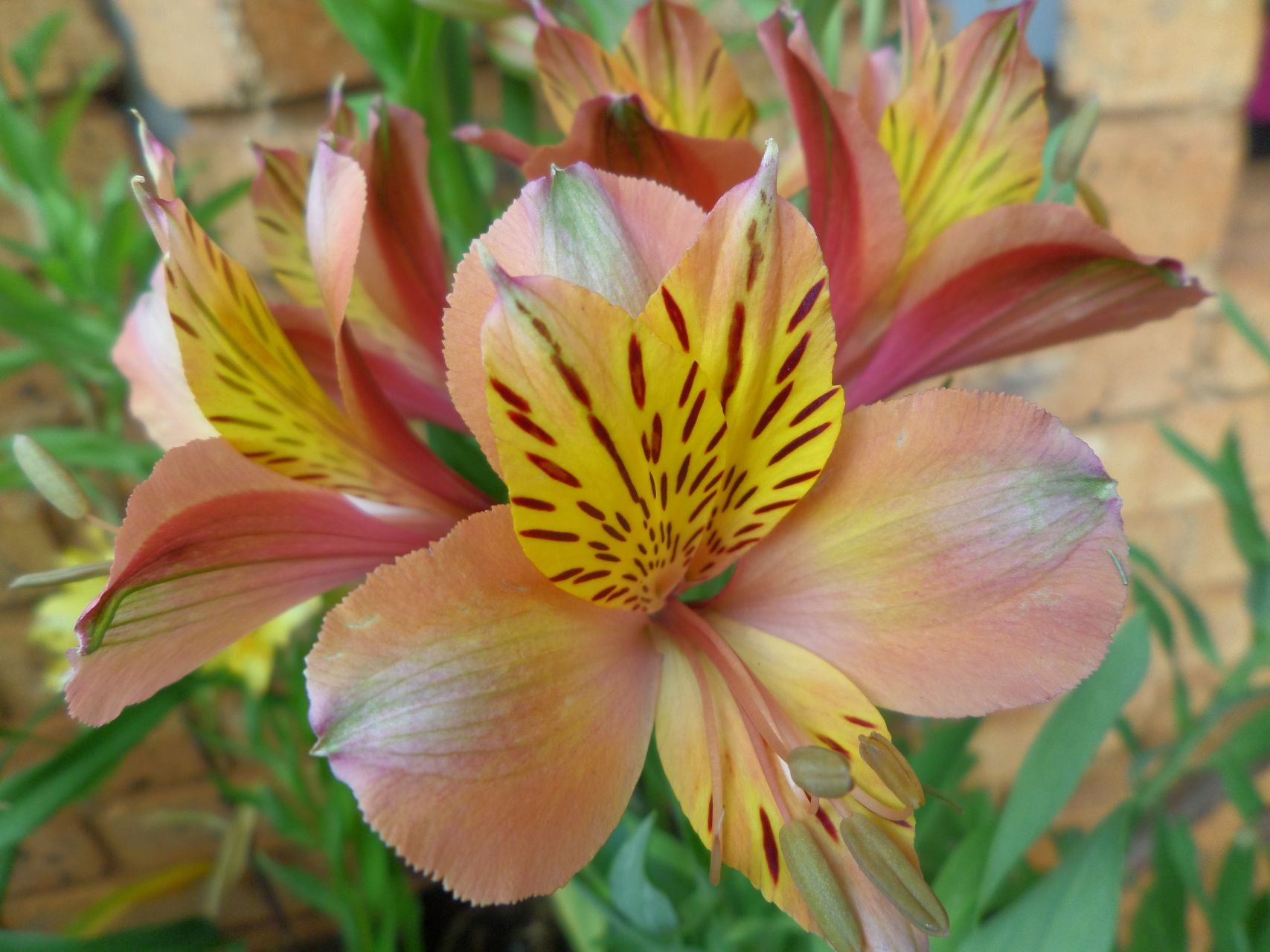 Royal Appeal | Inca Lily