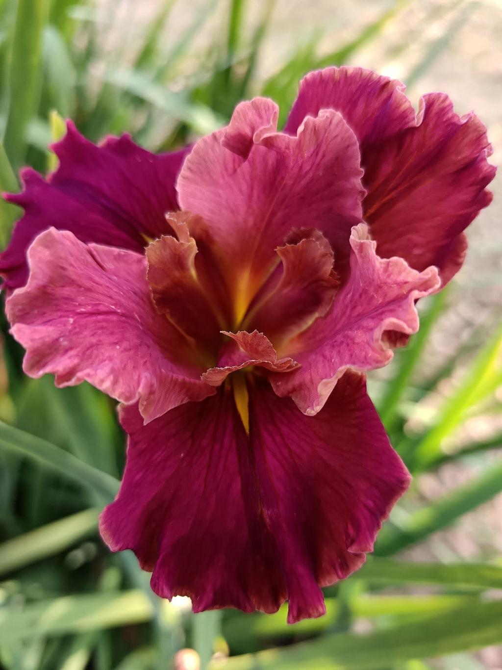 Wine Red Louisiana Iris