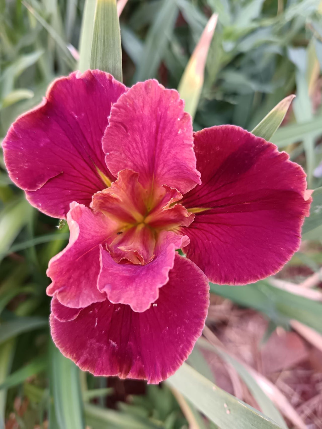 Wine Red Louisiana Iris