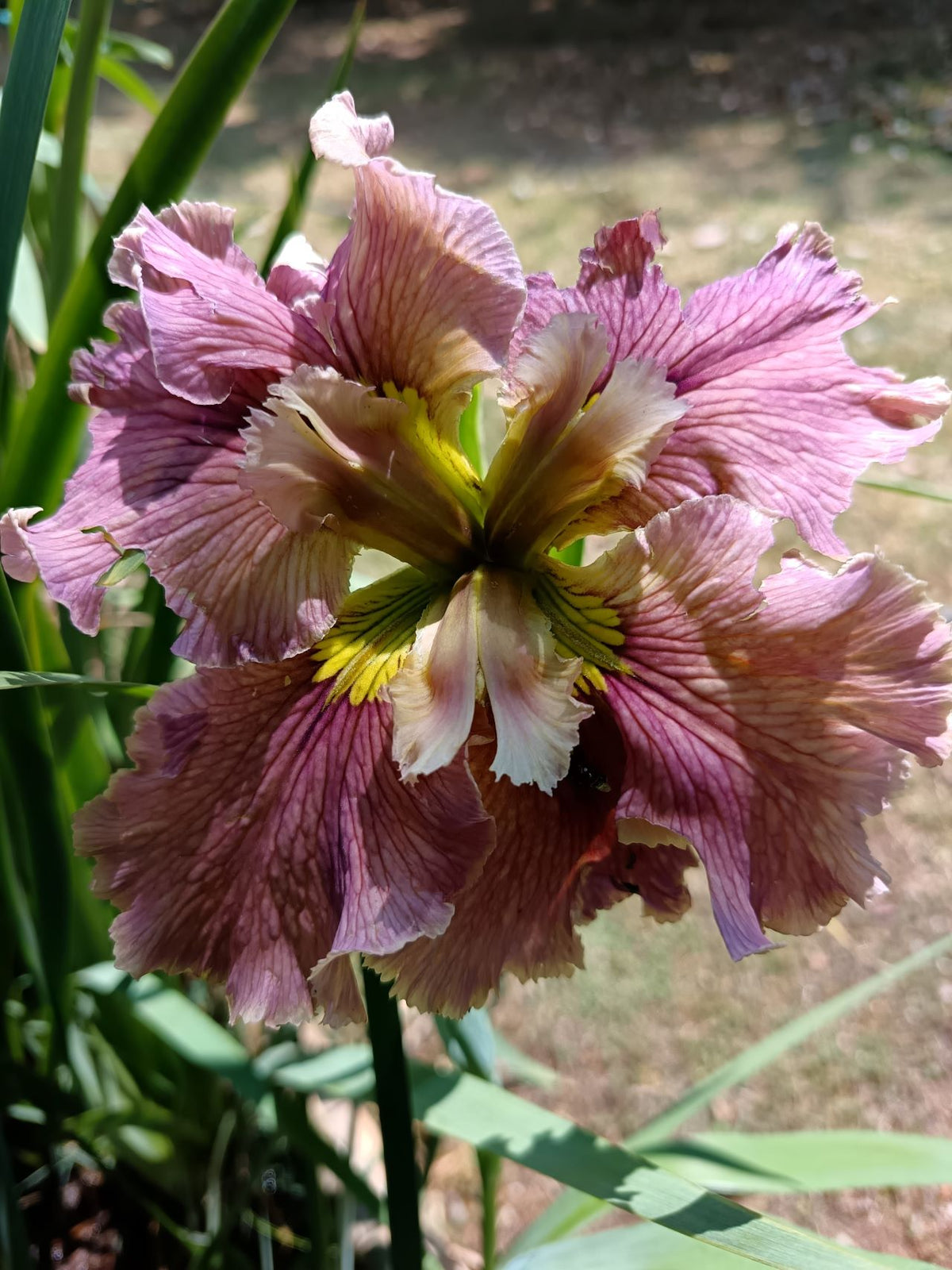 Rose Pink Louisiana Iris