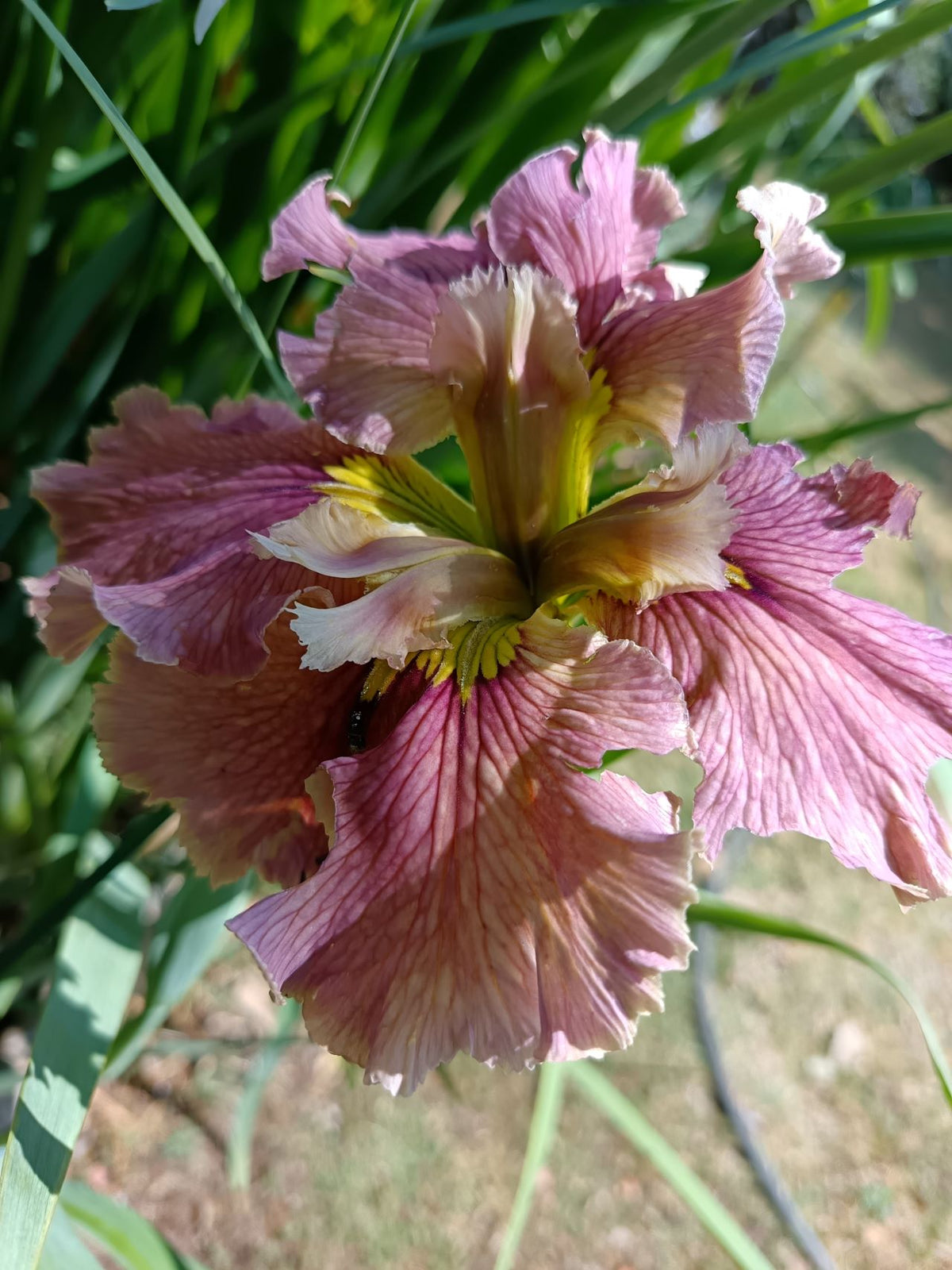 Rose Pink Louisiana Iris