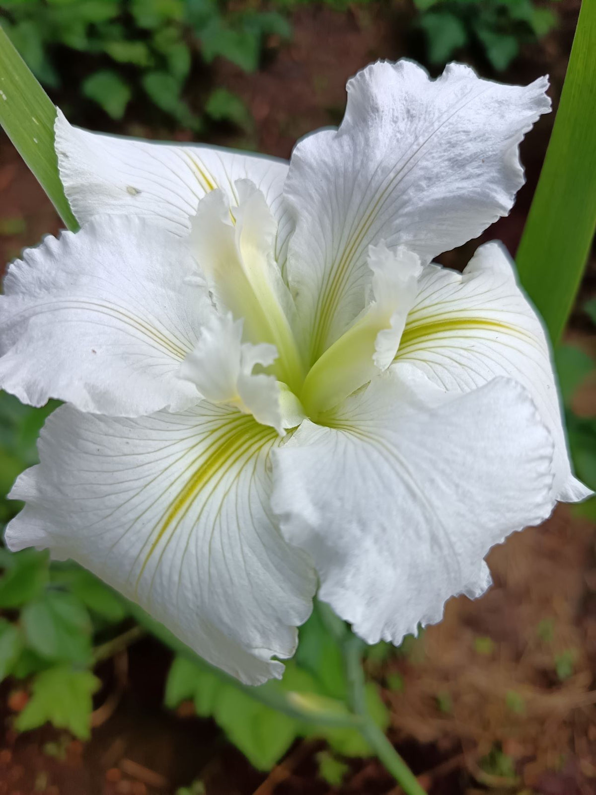 White Louisiana Iris