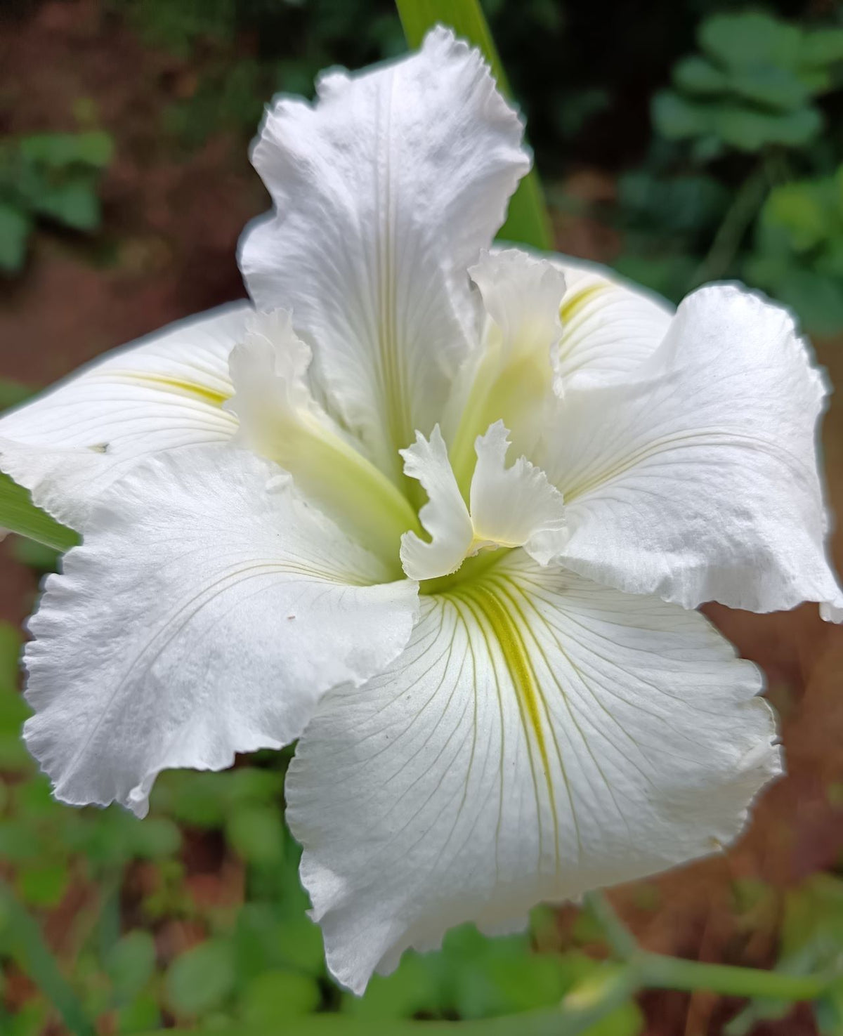 White Louisiana Iris