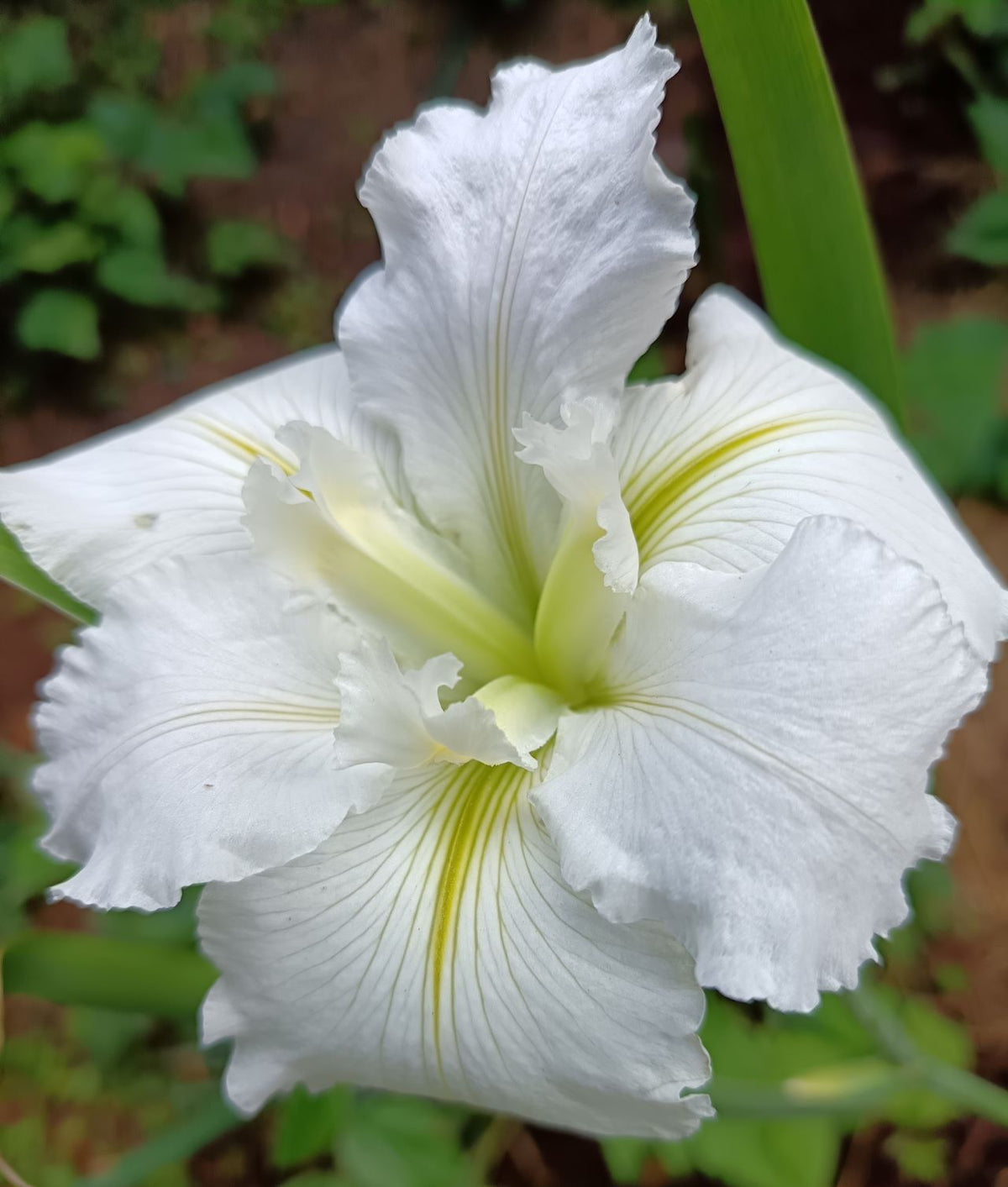 White Louisiana Iris