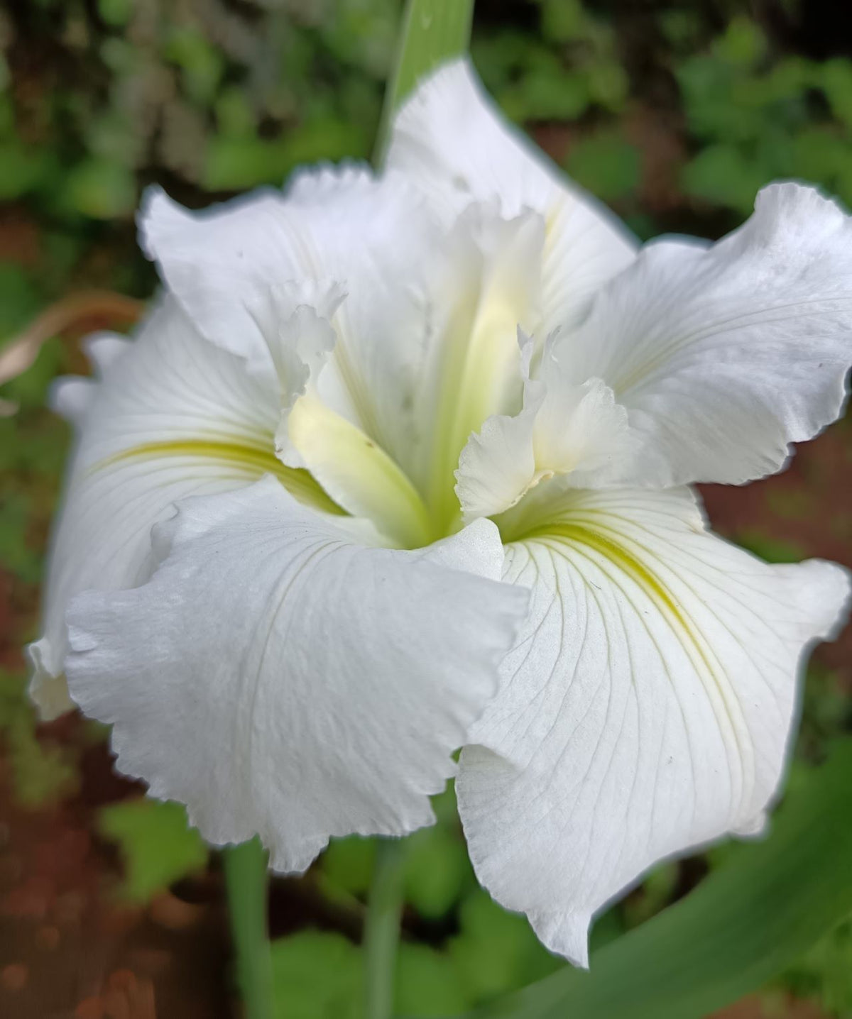 White Louisiana Iris