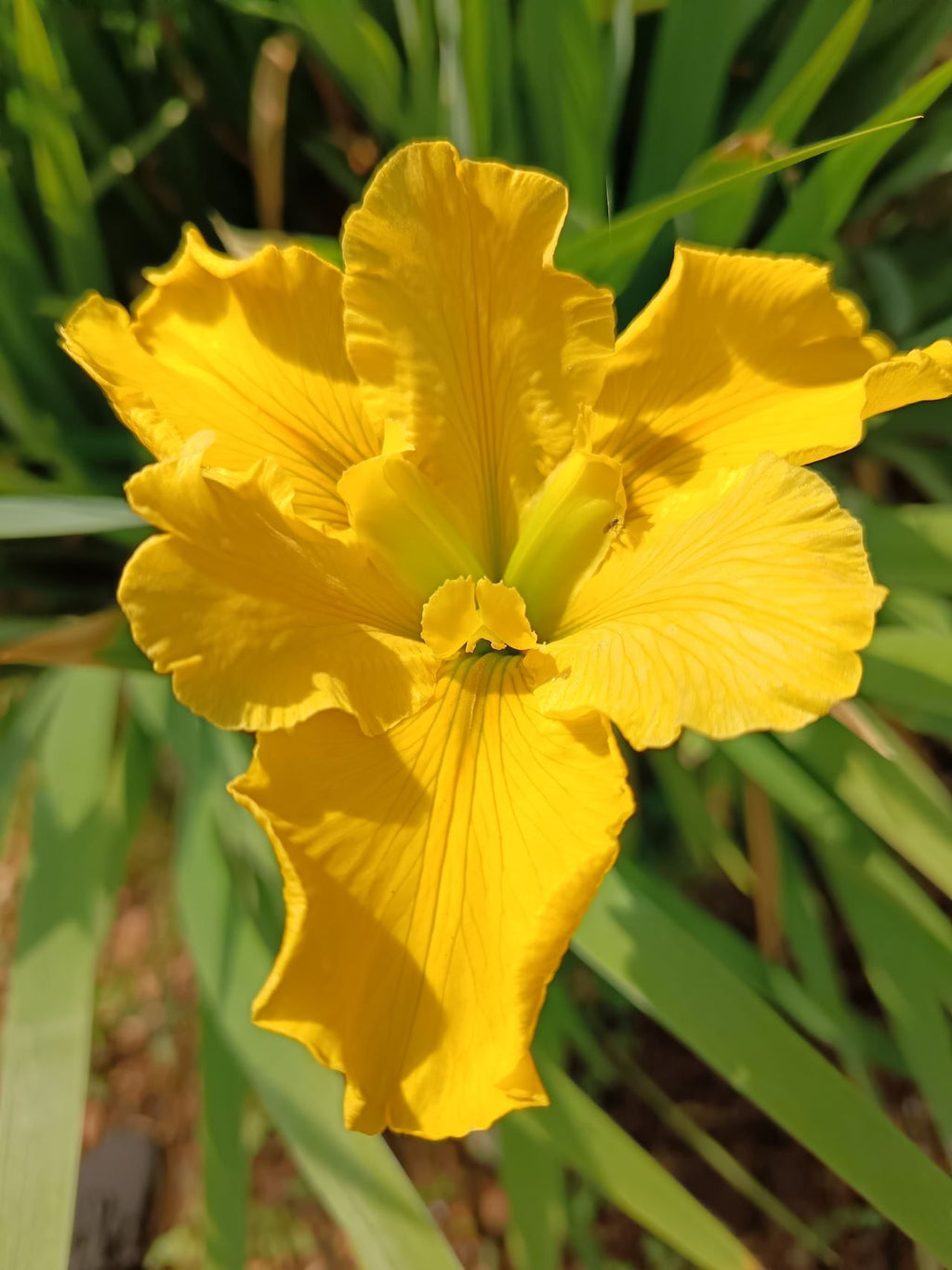 Yellow Louisiana Iris