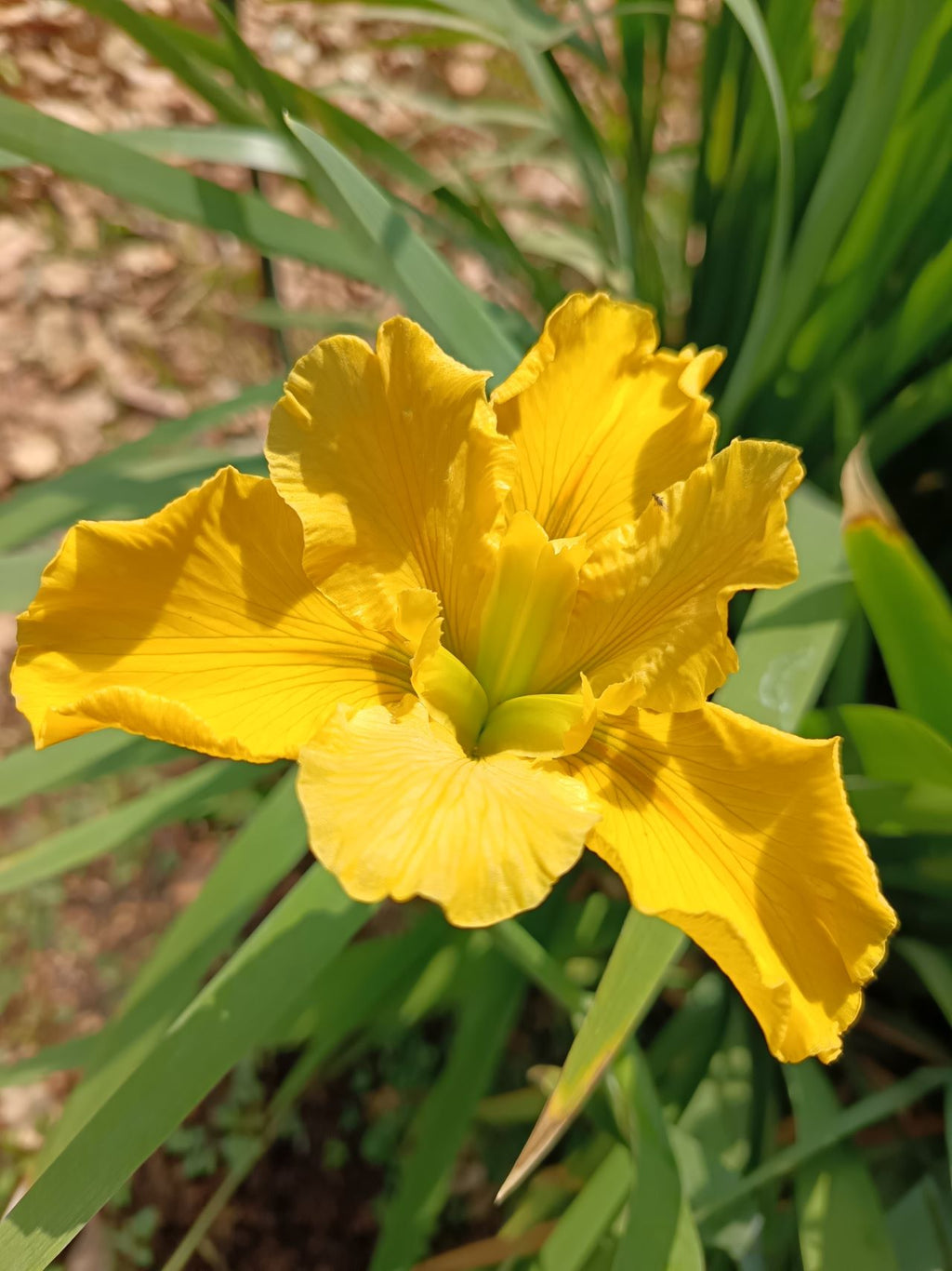 Yellow Louisiana Iris