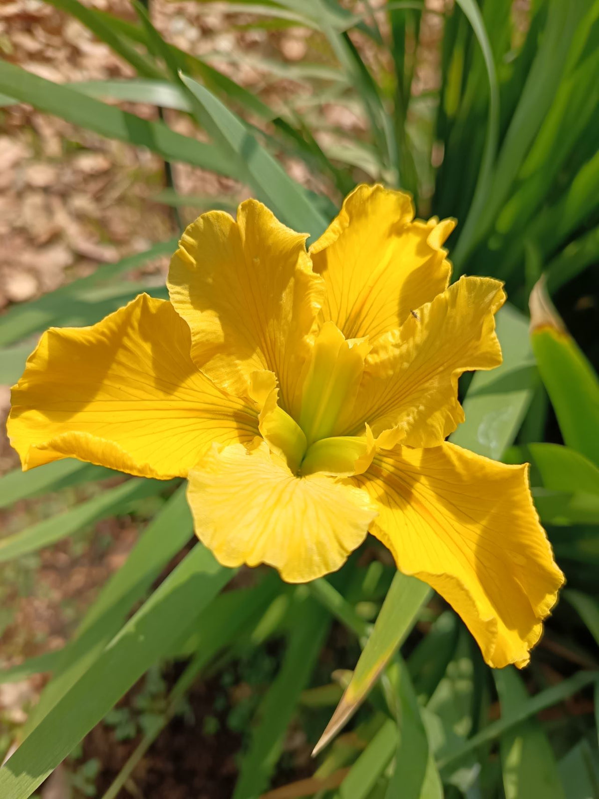Yellow Louisiana Iris