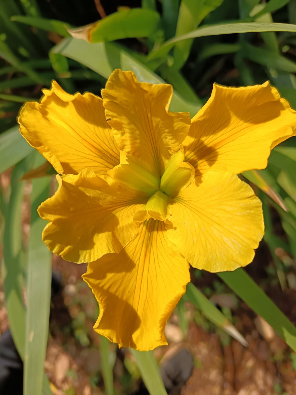 Yellow Louisiana Iris