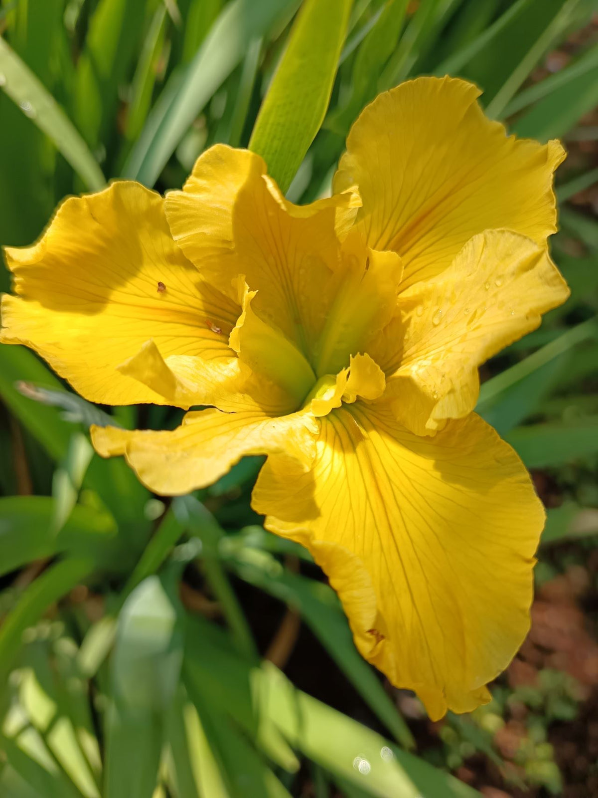 Yellow Louisiana Iris